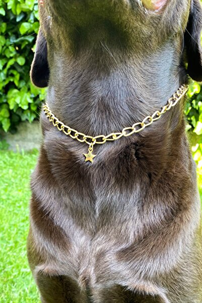 Petella Köpek Boyun Tasması Köpek Tasması Yıldız Detaylı Ayarlanabilir Köpek Kolyesi Gold Zincir