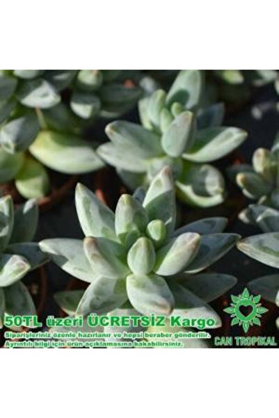 cantropikal Pachyphytum Compactum - Glaucum Köşeli Yapraklar - Sukulent