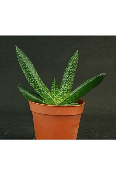 cantropikal Gasteria Pillansii Var.- Flamingo Şeklinde Çiçek Açar - Sukulent