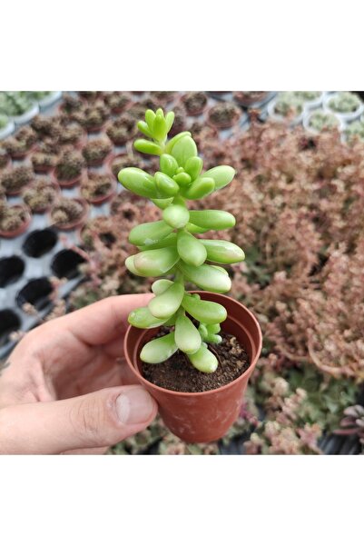 cantropikal Sedum Treleasii, Sarı Çiçek Açan Sukulent