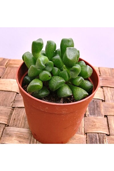 cantropikal Adromischus Cristatus Var. Schonlandii - Sukulent