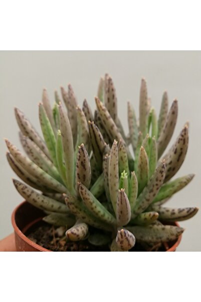 Genel Markalar Kalanchoe Daigremontiana, Aşkın Gözyaşı Bitkisi Sukulent