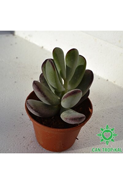 cantropikal Cotyledon Orbiculata.yaprak Kenarları Morumsu Renk Alan Sukulent