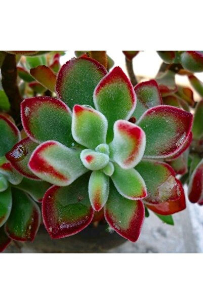 cantropikal Echeveria Ruby Blush, Güneşte Kenarları Kızaran Sukulent
