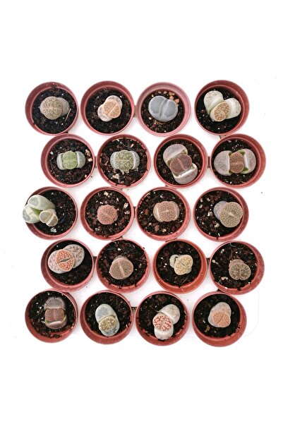 cantropikal Lithops 20 Farklı Yaşayan Taş Seti. Taş Kaktüs Sukulent Mesemb