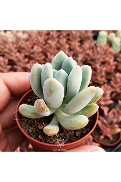 cantropikal Xpachyveria Clavifolia Pachyphytum Oviferum Hybrid Moonstone Suku...