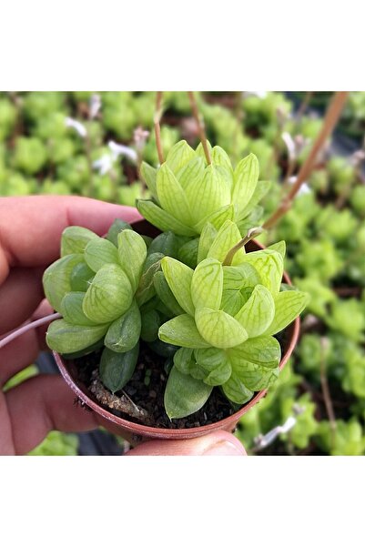 cantropikal Haworthia Cymbiformis Var. Ofis Banyo Bitkisi Sukulent Kaktüs