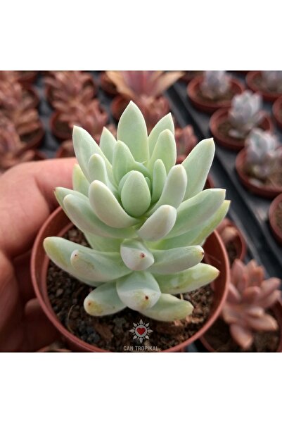 cantropikal Sedeveria Harry Butterfield, ( Sedum X Echeveria ) Sukulent