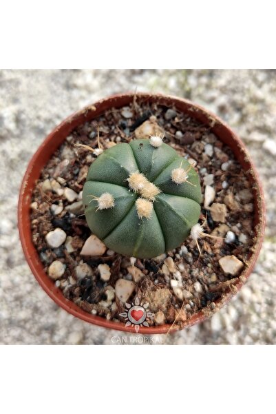 cantropikal Astrophytum Asterias Gonzales Nudum Oibo 6 Lob No:5 Nadir Kakt...