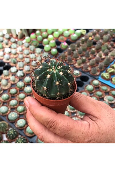 cantropikal Melocactus Azureus, Büyüyünce Kırmızı Çiçek Şapka Açan Kaktüs