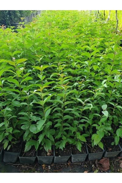 Hedge Plant Ligustrum Maggot Seedling Height 90-110cm 4 Pieces