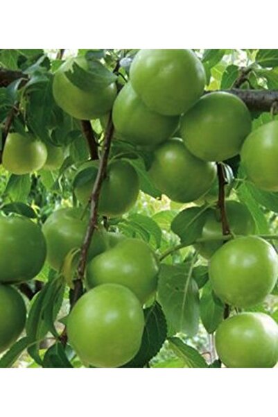 Genel Markalar TÜPLÜ AŞILI CAN ERİK FİDANI YAŞ 2 BOY 80-110cm