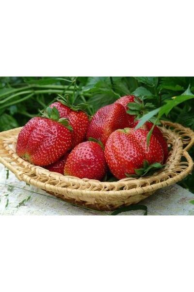 ÇİÇEKLİFE 250 Adet Albion ( Yediveren ) Kokulu Çilek Fidanı Açık Kök Ve Taze ...