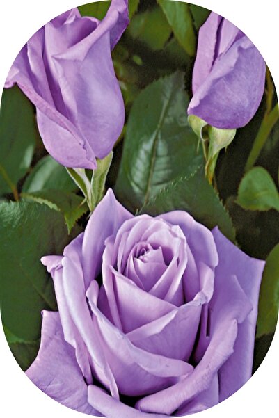 SARI TARIM 2 Adet Gül Fidanı Eflatun Açık Kök Kokulu Yediveren