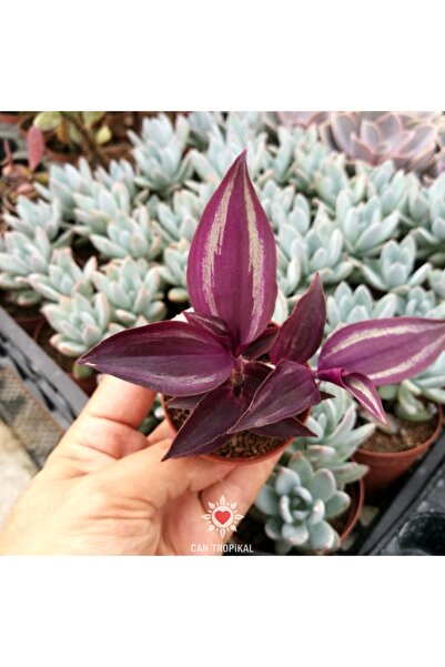 cantropikal Tradescantia Zebrina Purple Wonder Telgraf Çiçeği Sukulent