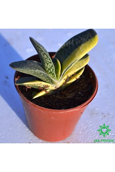 cantropikal Gasteria Pillansii Var. Variegata Çift Renkli Sukulent