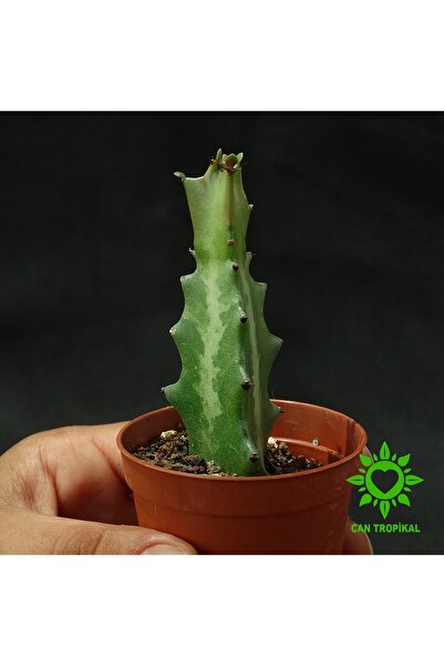 cantropikal Euphorbia Lactea - Kaktüs