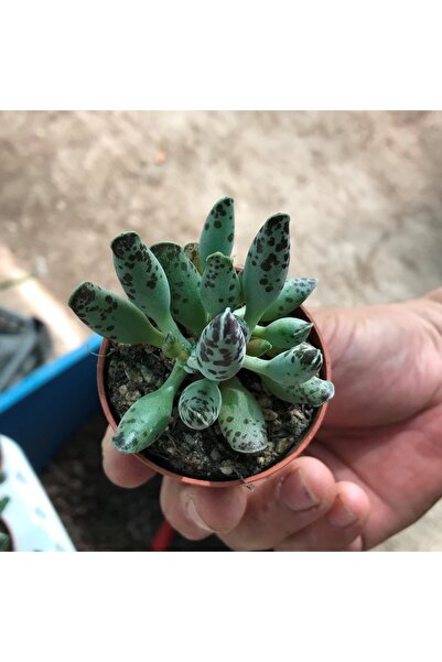 cantropikal Adromischus Festivus - Sukulent