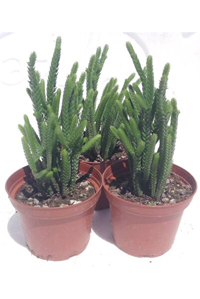 cantropikal Crassula Lycopodioides Var. Monstrosa Büyük Boy Sukulent