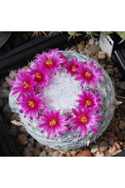 cantropikal Mammillaria Humboldtii Bol Yavrulu , Pembe Çiçek Nadir Kaktüs