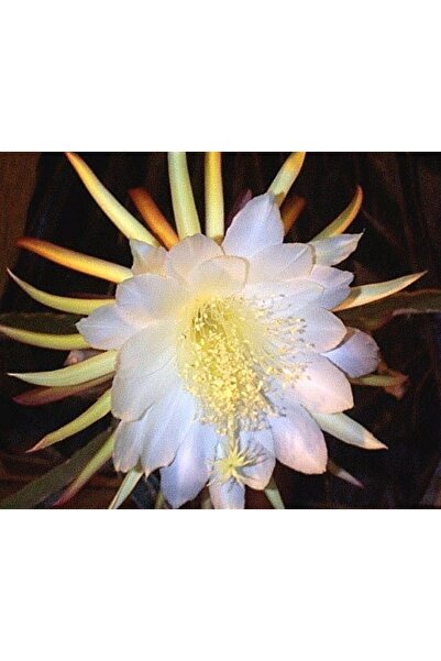 cantropikal Atlas - Epiphyllum Oxypetalum, Bir Gecelik Gelin - Yoğun Kokulu