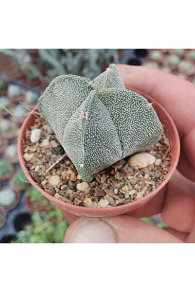 cantropikal Astrophytum Myriostigma Quadricostatum - Kaktüs