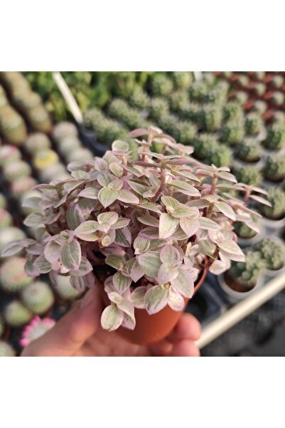 cantropikal Callisia Repends Pink Lady Succulent Varieagata Iki Renkyapraklı