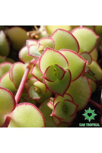 cantropikal Crassula Pellucida Marginalis, Rujlu, Örtücü,sarkıcı Sukulent