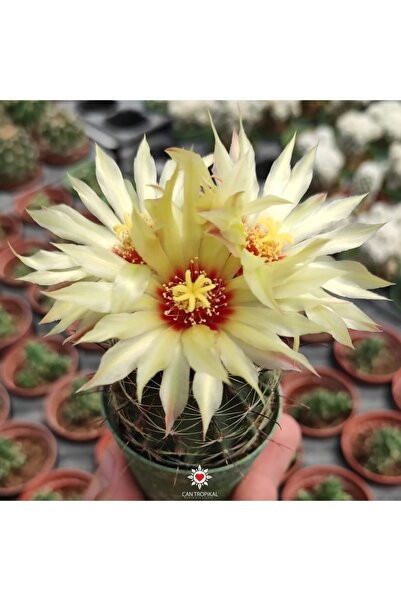 Genel Markalar Thelocactus Setispinus Sarı Çiçek Açan Kaktüs Sukulent