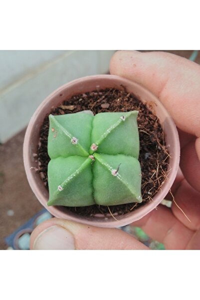 cantropikal Astrophytum Myriostigma Sarı Çiçek Açan Kaktüs