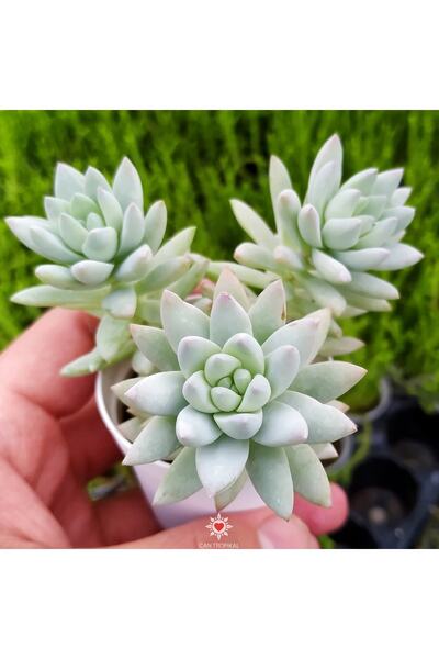 cantropikal Echeveria Sedum Hybrid, Sedeveria Harry Butterfield Sukulent