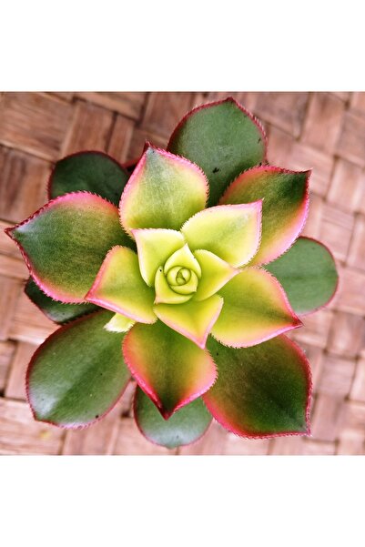 cantropikal Aeonium Haworthii Kiwi - Rengarenk Sukulent