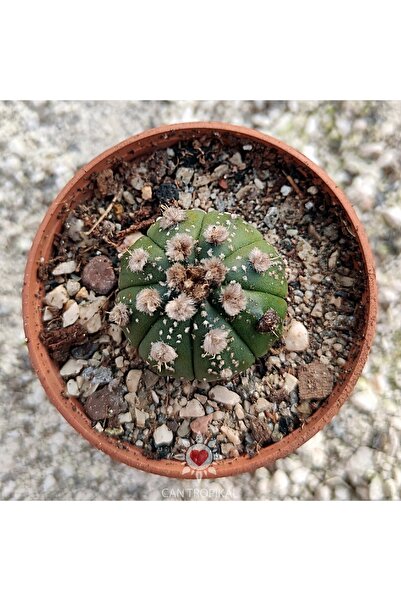cantropikal Astrophytum Asterias Gonzales Mi No:7 Nadir Kaktüs Sukulent