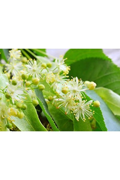 Fidan Sahası 3 Yaş Kalın Gövdeli Ihlamur Ağacı Fidanı 100-125cm