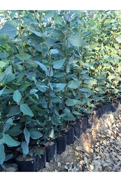 Genel Markalar Tüplü Okaliptus Fidanı 120-140cm (2 Adet)