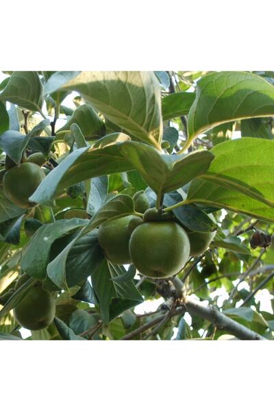 Fidan Sahası Tüplü Aşılı Yeşil Trabzon Hurması 2 Yaş 70-90 Cm Boy (Tatlı)