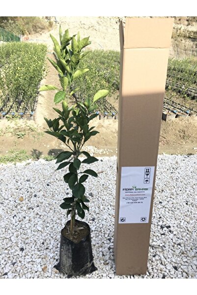 TUBE GRAFTED RED BLOOD ORANGE RED ORANGE SAPLING 2 YEARS OLD  90-110 CM SIZE