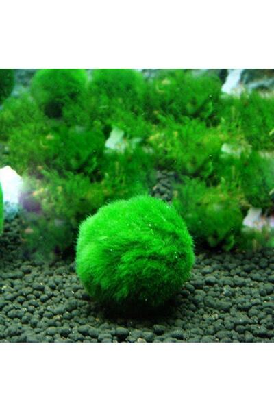 WOOF Marimo Patara Şans Yosun Topu Mossball 2-4 Cm Canlı Kolay Bitki 1 Adet