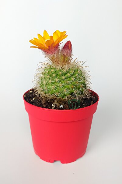 Toptan Kaktüs Parodia Chrysacanthion Altın Toz Puf Nadir Kaktüs Özel Tür Nadi...