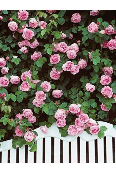 ÇİÇEKLİFE Sarmaşık Pembe Gül Fidanı Saksılıdır