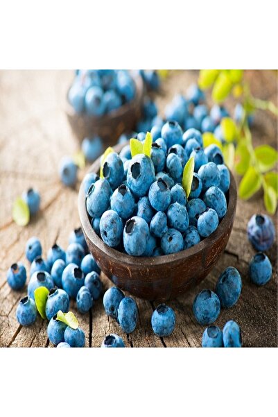 Bitki Dizayn Tüplü Mavi Yemiş Bluejay Yaban Mersini Fidanı