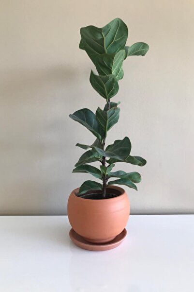 BOYBEYİS BOTANİK Toprak Renkli, Tabaklı, Yuvarlak, 13x21x15cm Boyutunda Seram...