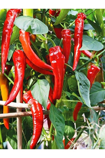 Köy Tohumları 100 Adet Tohum Meşhur Organik Köy Acı Hatay Biberi Tohumu Biber...