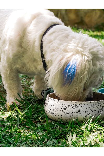 Beige & Stone Beige And Stone Ceramic Handmade Food / Water Bowl (M) Spotted
