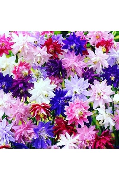 cicekfidantohumbitki Katmerli Haseki Küpesi 10+ Tohum