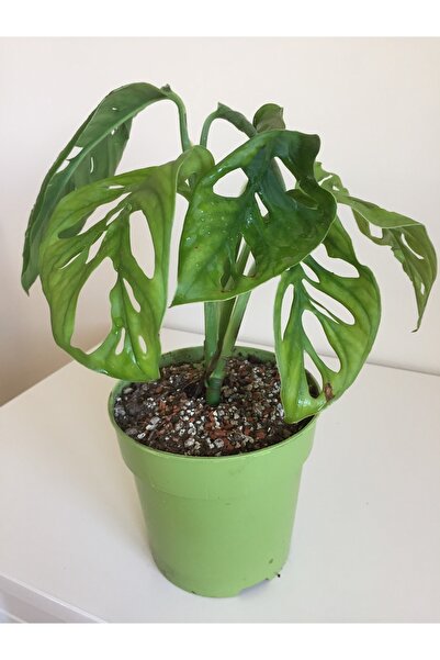 Eje Botanik Monstera Monkey Mask Adansonii - Sarmaşık Deve Tabanı