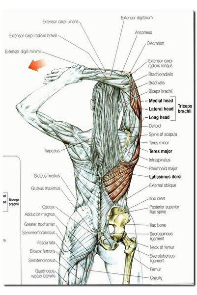 Cakatablo Ahşap Tablo Kadın Anatomisi Kas Haritası (50x70 Cm Boyut)