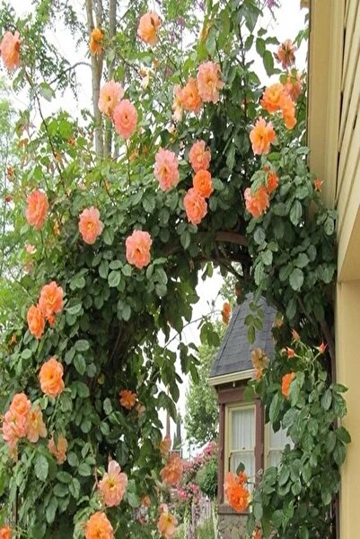 ÇİÇEKLİFE Sarmaşık Yavruağzı Gül Fidanı Saksılıdır