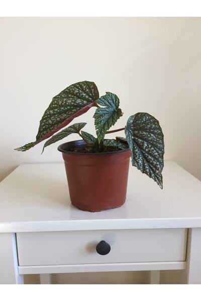 Genel Markalar Çilli Begonya (BEGONİA MACULATA)