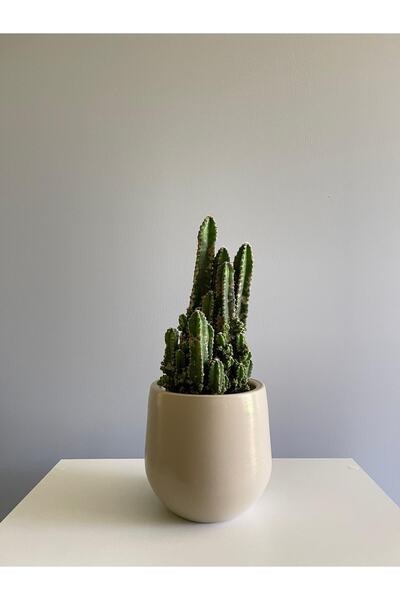 odka 7litre Armut Saksı Tabaklı 17cmx17cm Taş Renk